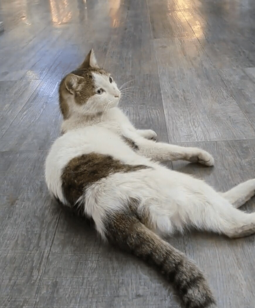 出所：@nekosanpoch