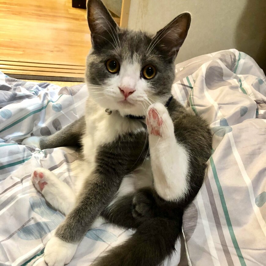 出所：@neko_wagaya