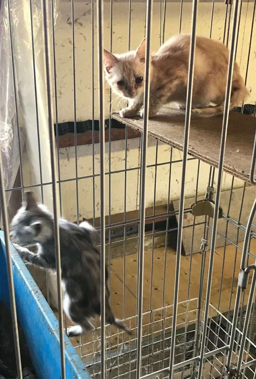 出所：@mimitti0930