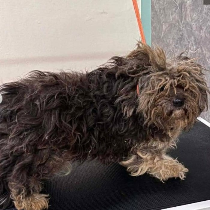 大量の毛玉に覆われた母犬→路上で保護された後のすっきり見違えた姿に感動「素晴らしい」の声