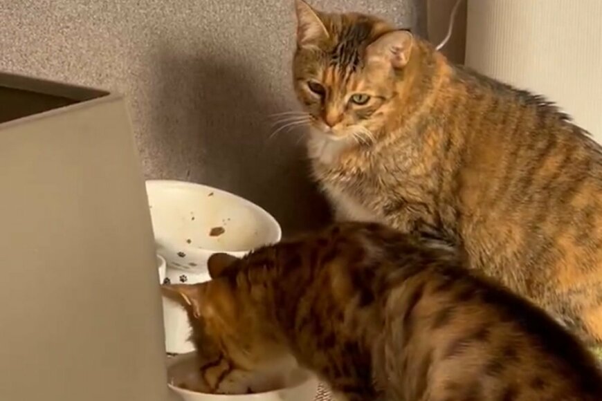 出所：@umenoconbu21