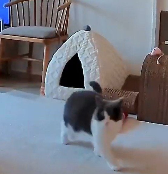 出所：@omochiomoching