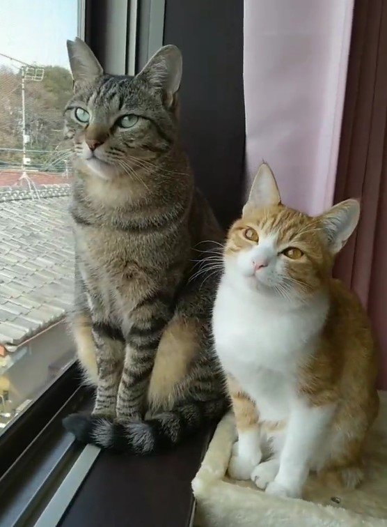 出所：@mero627puri914