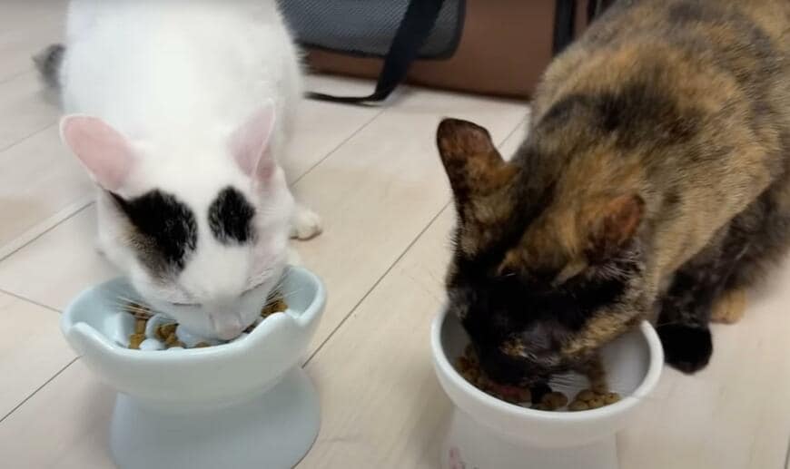 【なぜ？】病院が苦手な猫、同居猫を見て思わぬ勘違い！意外な反応に笑いが止まらない