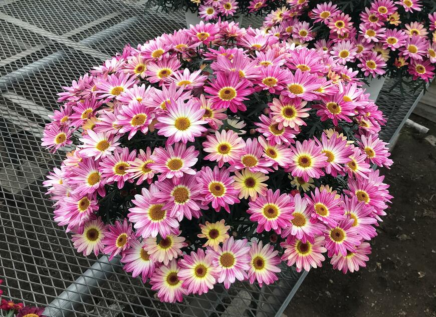 出所：サントリーフラワーズ マックスマム