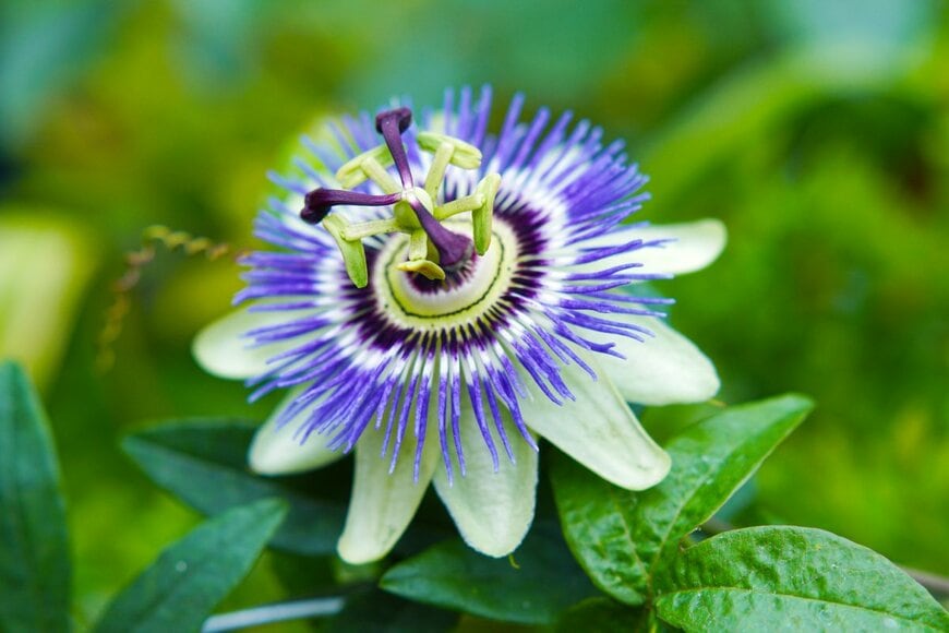 Natalia van D/shutterstock.com