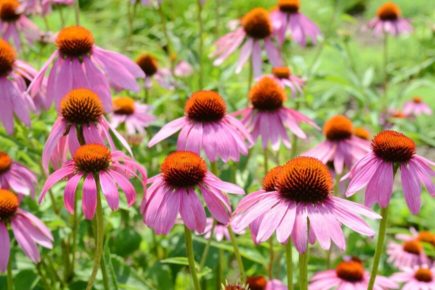 hongquang09/istockphoto.com