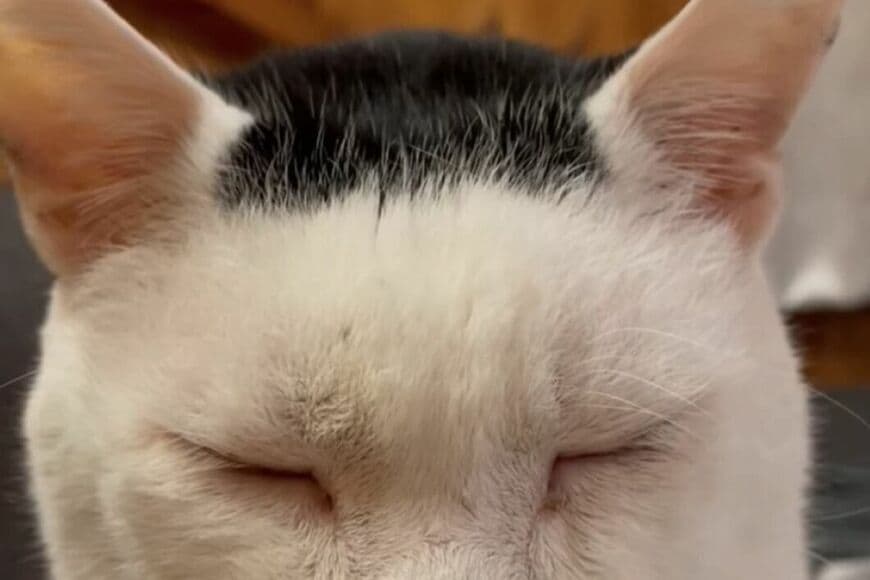 「俺の遺伝子の強さ見て」一枚海苔柄の保護猫　「産まれた子ども達の姿」に573万回再生