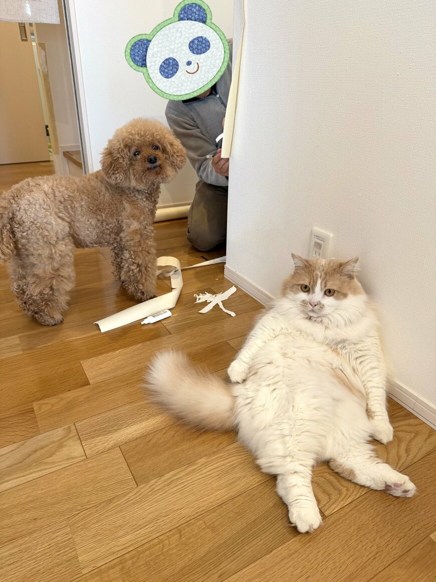 出所：@IW29WOXYx9SJanR