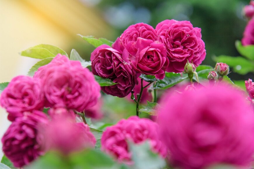 hrabar/istockphoto.com