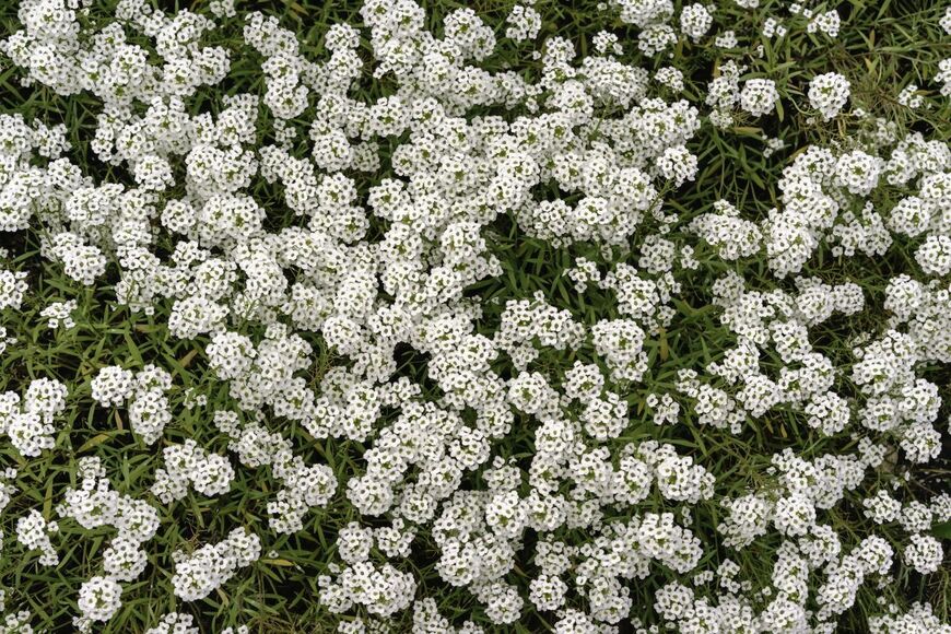 Ken Schulze/shutterstock.com