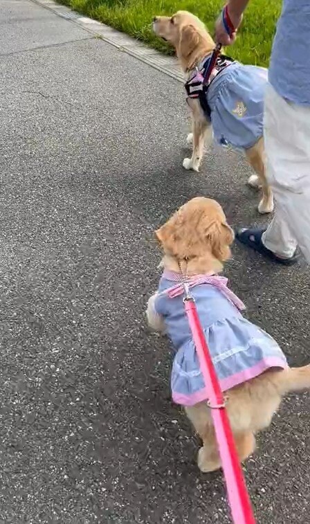 出所：@pu_channeldesu