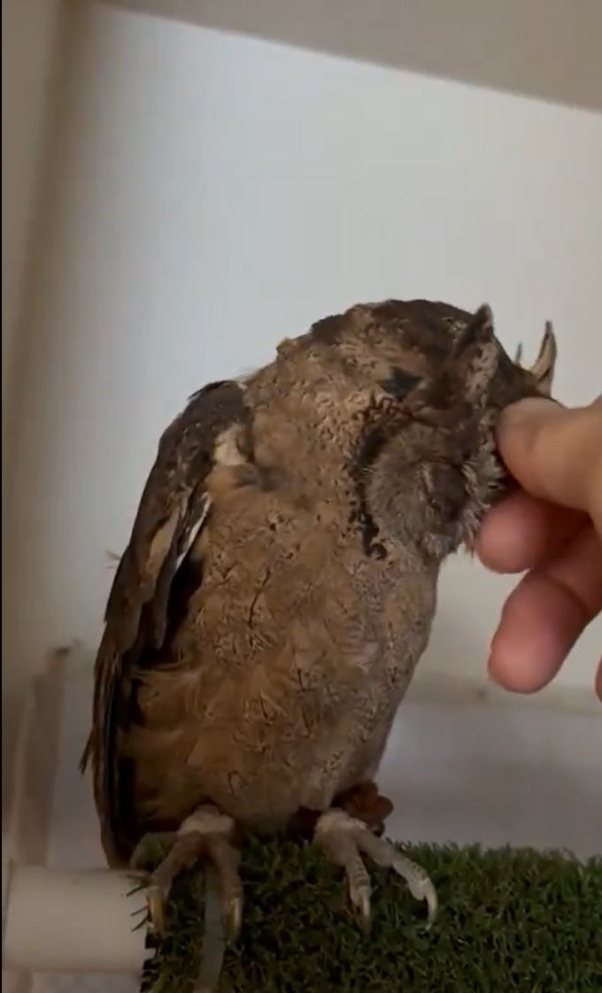 出所：@purinon2929k