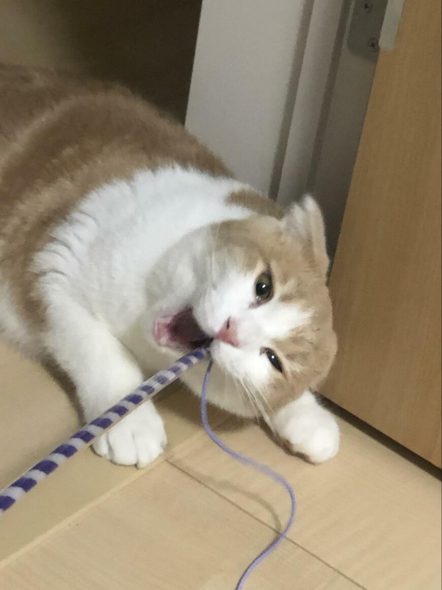 出所：@torotolo106106