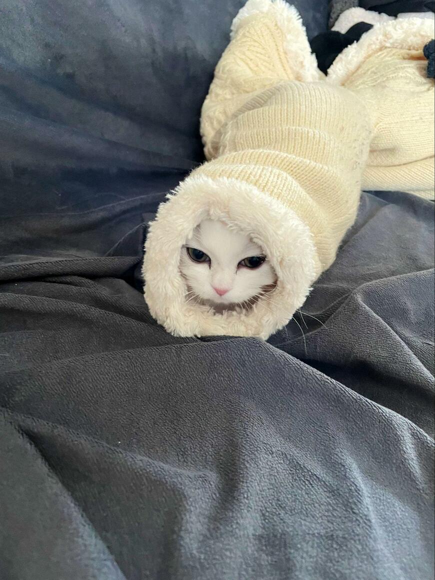 出所：@NEKOLAND13