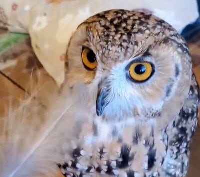 【羽で遊ぶフクロウ】飼い主さんと遊ぶフクロウが可愛くて癒される！可愛らしいキメ顔に注目