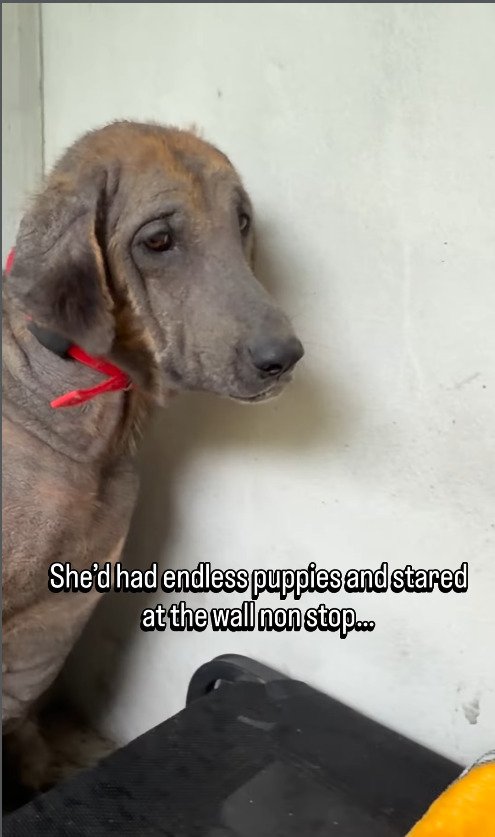 出所：@niall.harbison