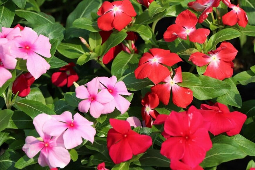 Shawei26/shutterstock.com