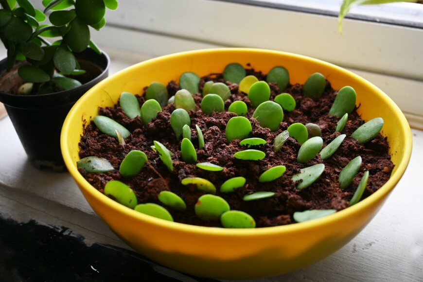 shruti sreya satpathy/shutterstock.com