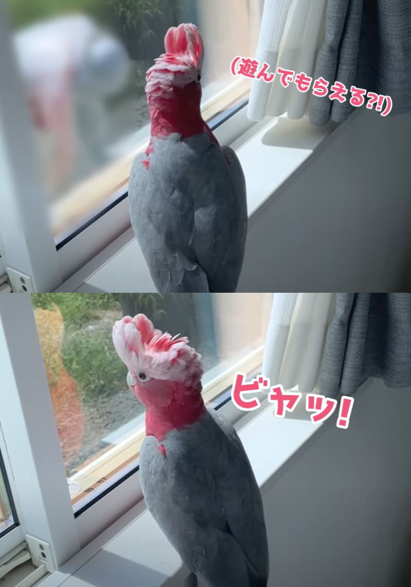 出所：@anz_omomiri