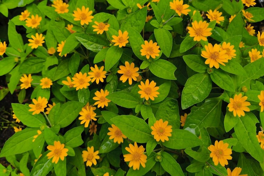 Roatlewan/shutterstock.com