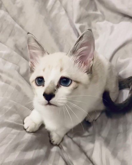 出所：@piennekomint