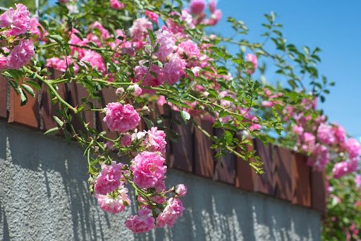 ikasama saikoro/shutterstock.com