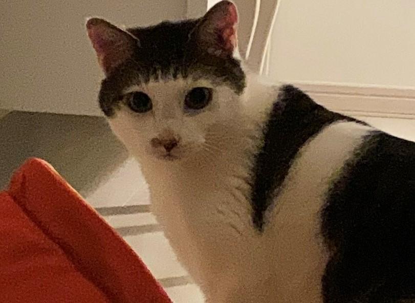 出所：@Saeroyi_cat