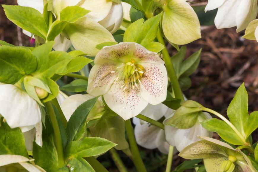 Svetlana Mahovskaya/shutterstock.com