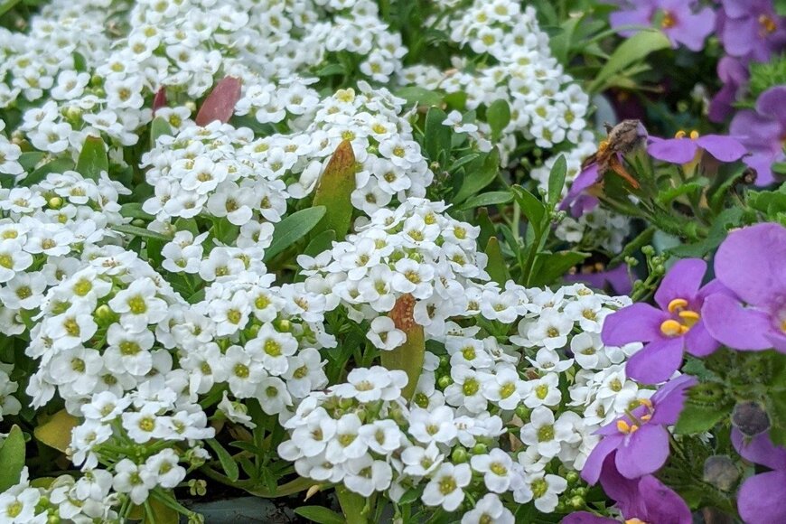 【ガーデニング】春の寄せ植えに大活躍の予感。ホワイトが爽やかな植物オススメ7選