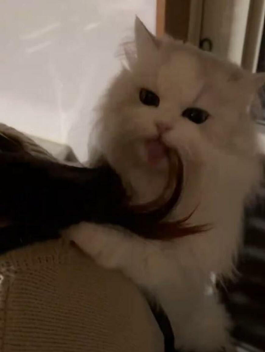 「ママに毛づくろいは必要ない」猫が愛情を爆発させる瞬間が47万件表示