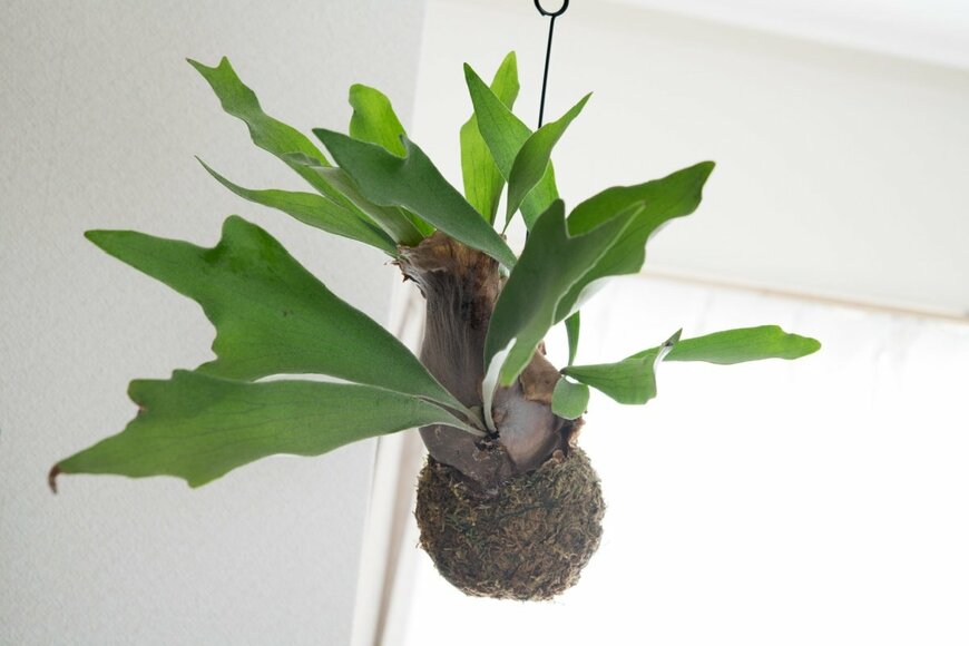 観葉植物ビカクシダ