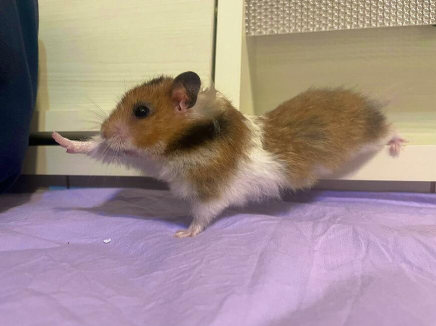 ヨガをするハムスター