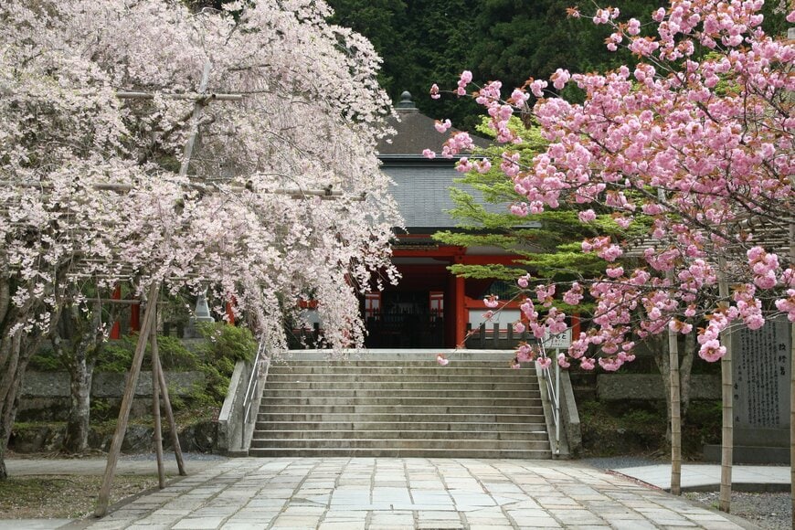 高野山の山深い場所に咲くかわいらしい桜