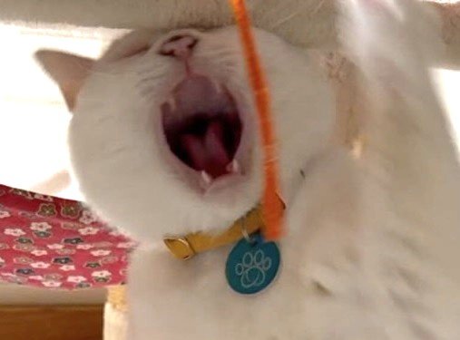 険しい顔の猫ちゃんアップ