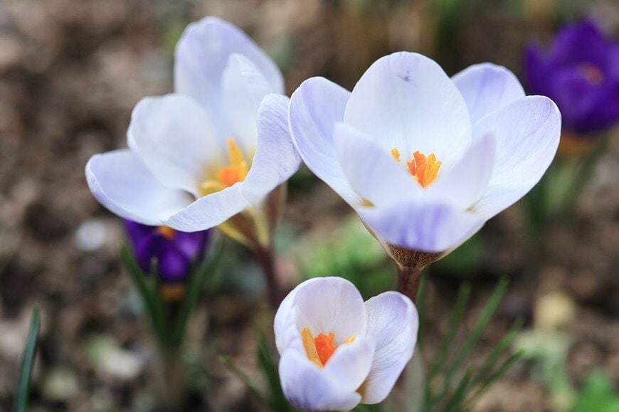 白い花を咲かせている、クロッカス
