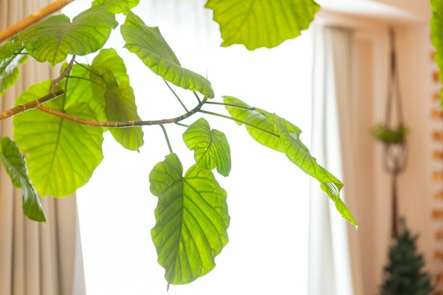 観葉植物フィカス・ウンベラータの葉。