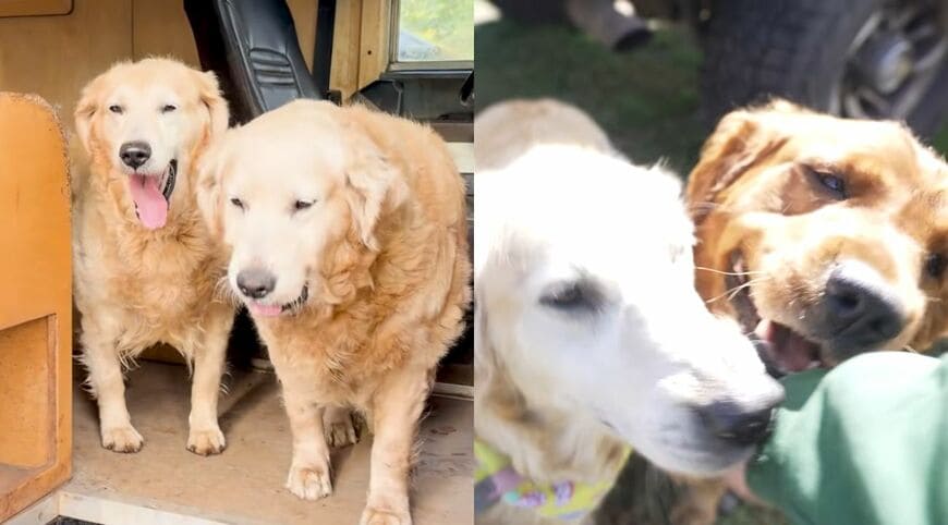 並んで立つ2匹と、顔を寄せる犬たち