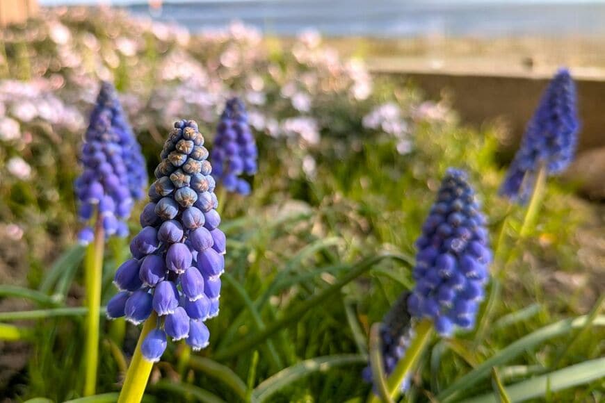 青紫色の花を咲かせている、ムスカリ