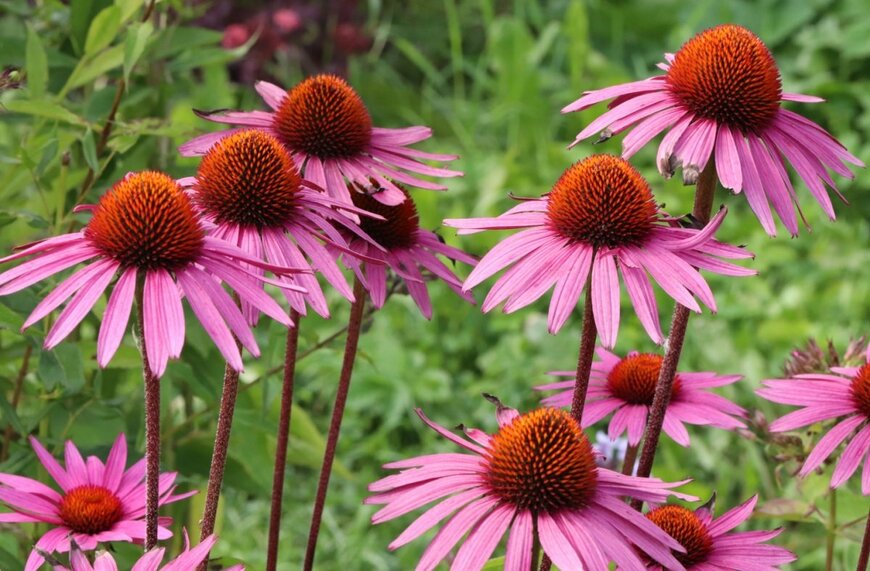 淡い赤紫色の花を咲かせている、エキナセア