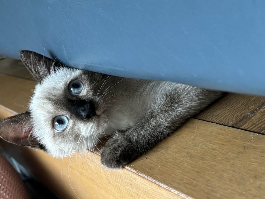 ソファー下から覗き込む猫