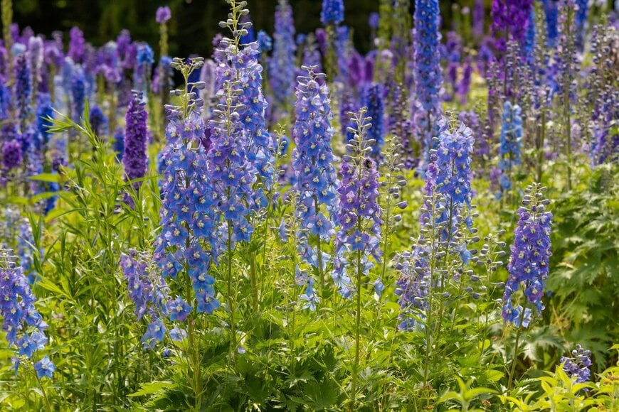 野に咲く紫や青の穂状の花々