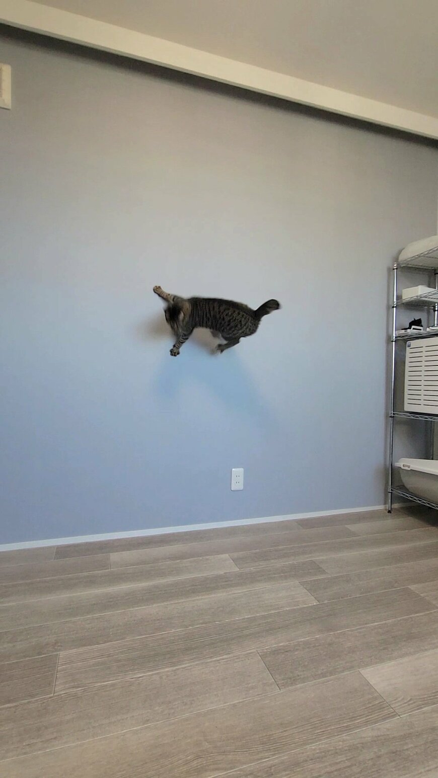 筋肉がすごいと言われた猫の普段の姿