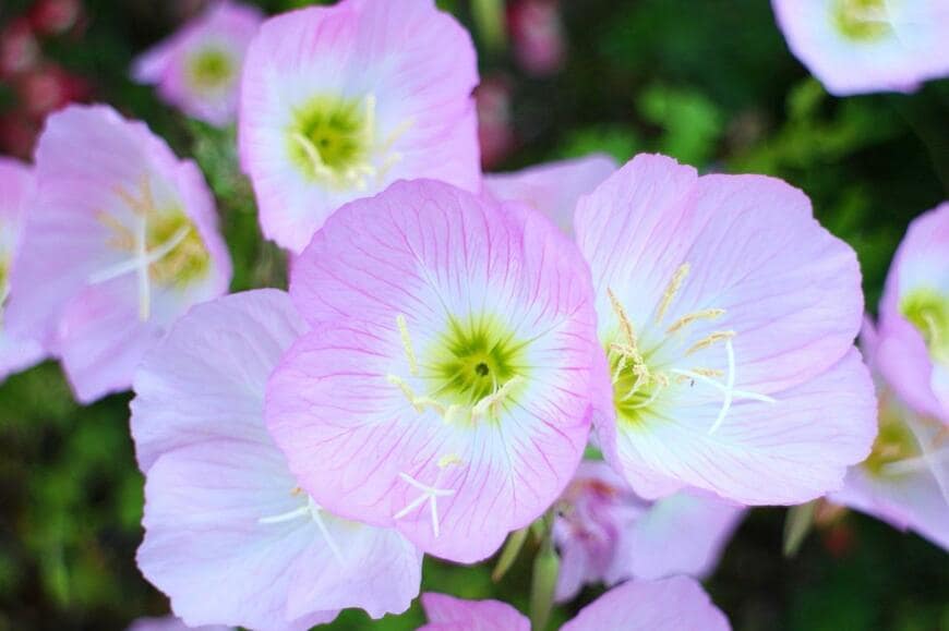 淡いピンク色の花を咲かせているヒルザキツキミソウ