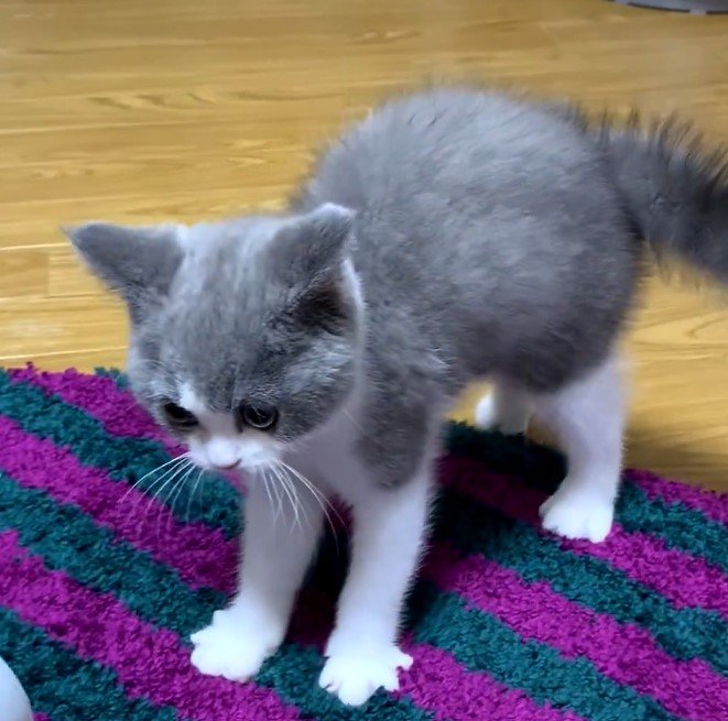 鏡と猫