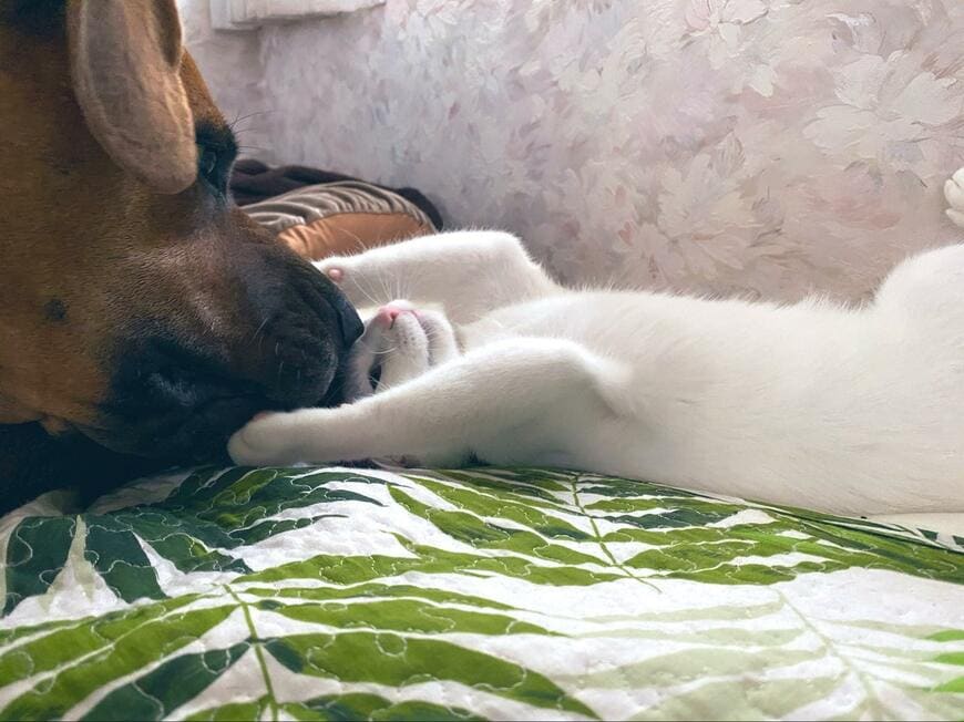 じゃれ合う犬と猫