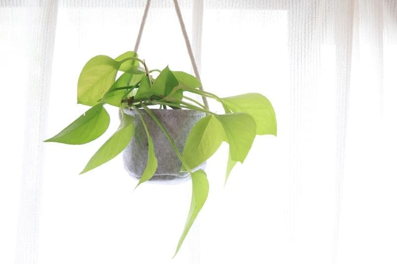 グレーのフェルト素材の鉢カバーに緑色の観葉植物を入れて窓際で吊り下げている