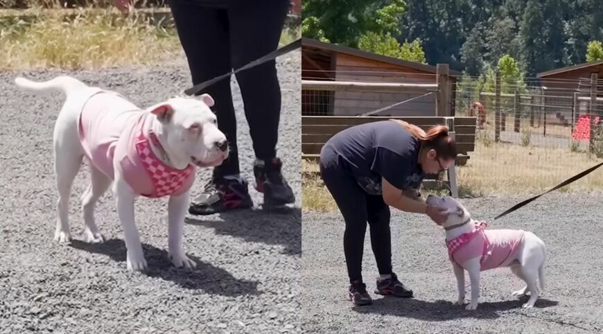 出所：<u><a href="https://www.youtube.com/watch?v=9AYeD1AMXl0" target="_blank">@theasherhouse_</a></u>