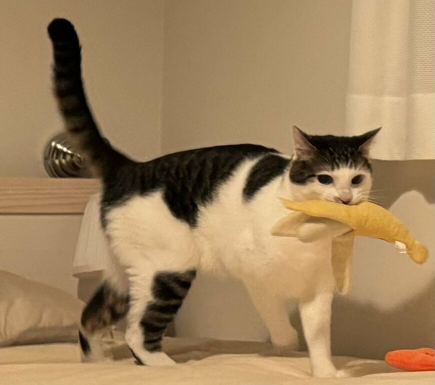 バナナのおもちゃをくわえる猫