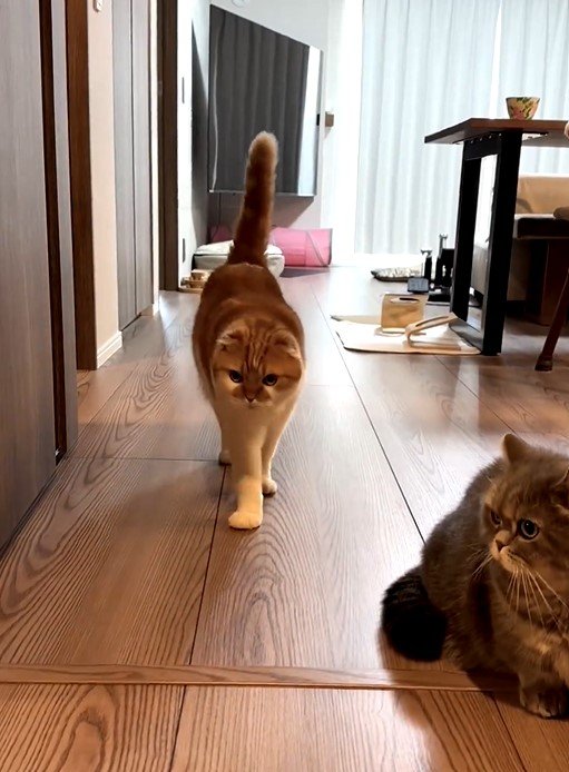 お見送りする猫